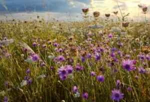 Alternative ways to control your appetite so you can't eat