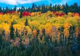 Healthy weight loss methods to successfully lose weight in the New Year and not regain it