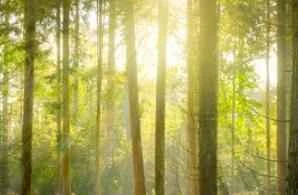 Scientific weight loss with delicious porridge is a reliable method.