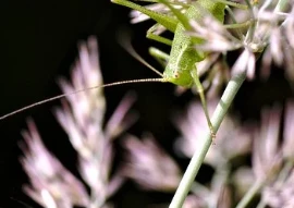 A Must-Read for Lazy People: Seven Weight Loss Methods Exclusively for Lazy People