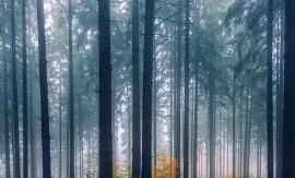 Summer weight loss is easy; just do these 4 things every morning.