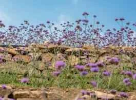 Are these popular online weight loss methods real?