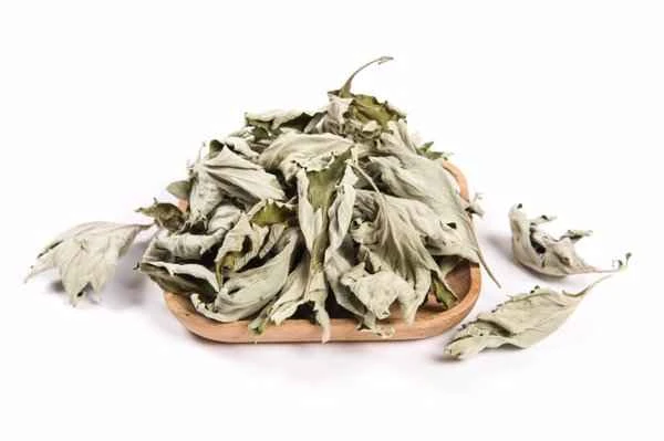 Can you soak your feet in mugwort water if you have urticaria?