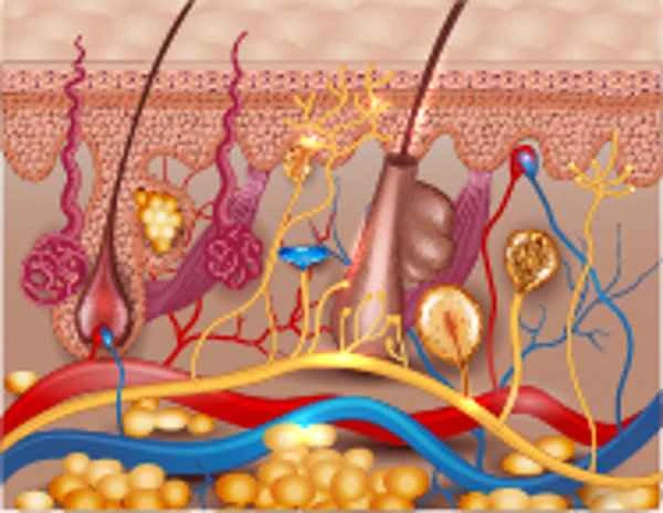 What is a scar fissure?