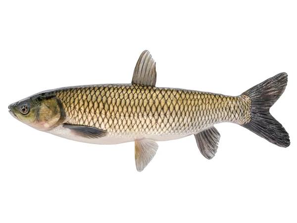 Can people with urticaria eat freshwater fish?